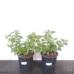 Confetti Lantana camara Confetti Lantana camara