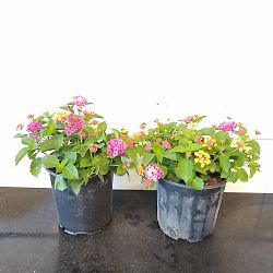 Confetti Lantana camara Confetti Lantana camara