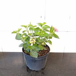 Confetti Lantana camara Confetti Lantana camara