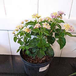 Confetti Lantana camara Confetti Lantana camara