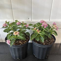 Confetti Lantana camara Confetti Lantana camara