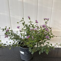 Purple Lantana camara Purple Lantana camara