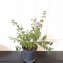 Purple Lantana camara Purple Lantana camara