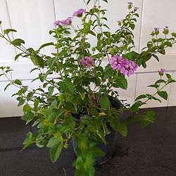 Purple Lantana camara Purple Lantana camara