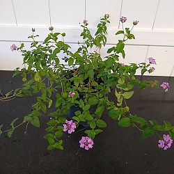 Purple Lantana camara Purple Lantana camara