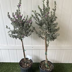 Texas Sage Texas Sage