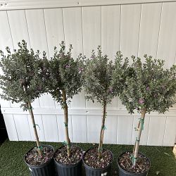 Texas Sage Texas Sage