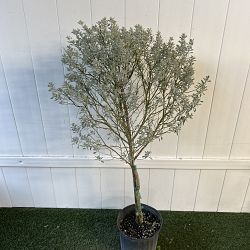 Texas Sage Texas Sage