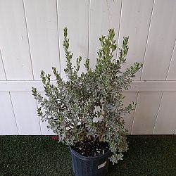 Texas Sage Texas Sage