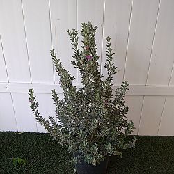 Texas Sage Texas Sage