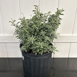 Texas Sage Texas Sage