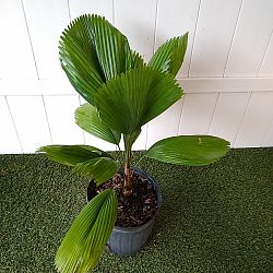 Licuala Grandis Palm Licuala Grandis Palm