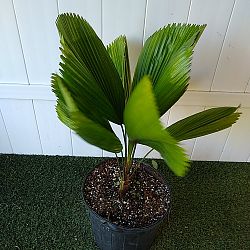 Licuala Grandis Palm Licuala Grandis Palm