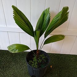 Licuala Grandis Palm Licuala Grandis Palm