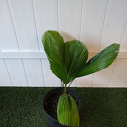 Licuala Grandis Palm Licuala Grandis Palm