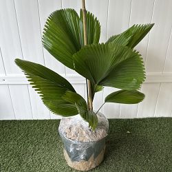 Licuala Grandis Palm Licuala Grandis Palm
