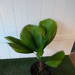Licuala Grandis Palm Licuala Grandis Palm
