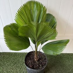 Licuala Grandis Palm Licuala Grandis Palm