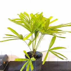 Australian Fan Palm Australian Fan Palm