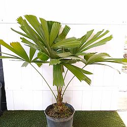 Australian Fan Palm Australian Fan Palm
