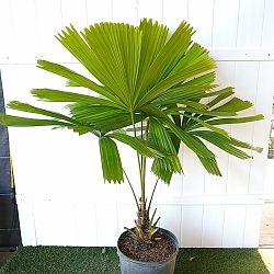 Australian Fan Palm Australian Fan Palm