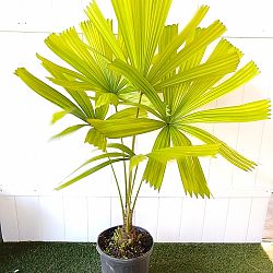 Australian Fan Palm Australian Fan Palm