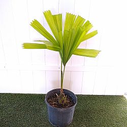 Australian Fan Palm Australian Fan Palm