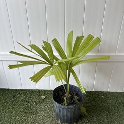 Australian Fan Palm Australian Fan Palm