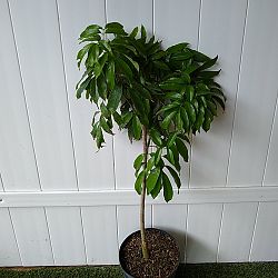 Lychee Nut Tree Lychee Nut Tree