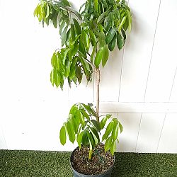 Lychee Nut Tree Lychee Nut Tree