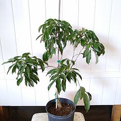 Lychee Nut Tree Lychee Nut Tree