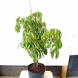 Lychee Nut Tree Lychee Nut Tree