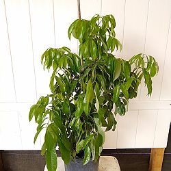 Lychee Nut Tree Lychee Nut Tree