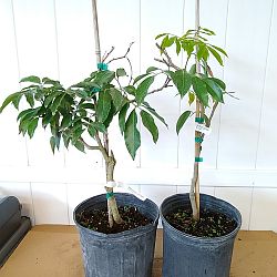 Lychee Nut Tree Lychee Nut Tree