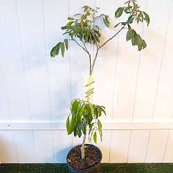 'Brewster' Lychee Nut Tree 'Brewster' Lychee Nut Tree