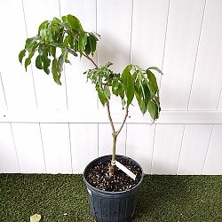 'Brewster' Lychee Nut Tree 'Brewster' Lychee Nut Tree