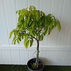 'Brewster' Lychee Nut Tree 'Brewster' Lychee Nut Tree