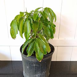 'Emperor' Lychee Nut Tree 'Emperor' Lychee Nut Tree