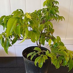 'Emperor' Lychee Nut Tree 'Emperor' Lychee Nut Tree