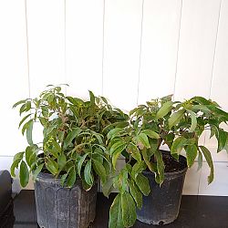 'Emperor' Lychee Nut Tree 'Emperor' Lychee Nut Tree