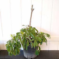 'Emperor' Lychee Nut Tree 'Emperor' Lychee Nut Tree