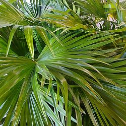 Chinese Fan Palm Chinese Fan Palm