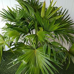 Chinese Fan Palm Chinese Fan Palm