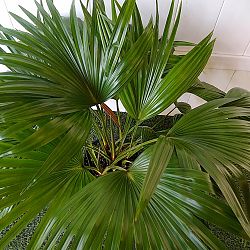 Chinese Fan Palm Chinese Fan Palm