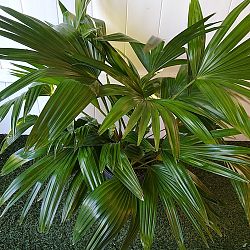 Chinese Fan Palm Chinese Fan Palm