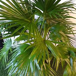 Chinese Fan Palm Chinese Fan Palm