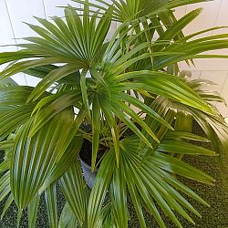 Chinese Fan Palm Chinese Fan Palm