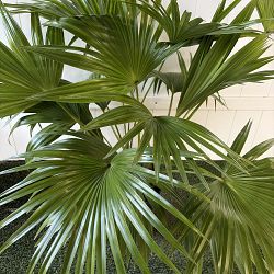 Chinese Fan Palm Chinese Fan Palm