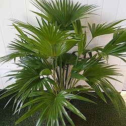 Chinese Fan Palm Chinese Fan Palm