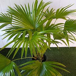 Chinese Fan Palm Chinese Fan Palm